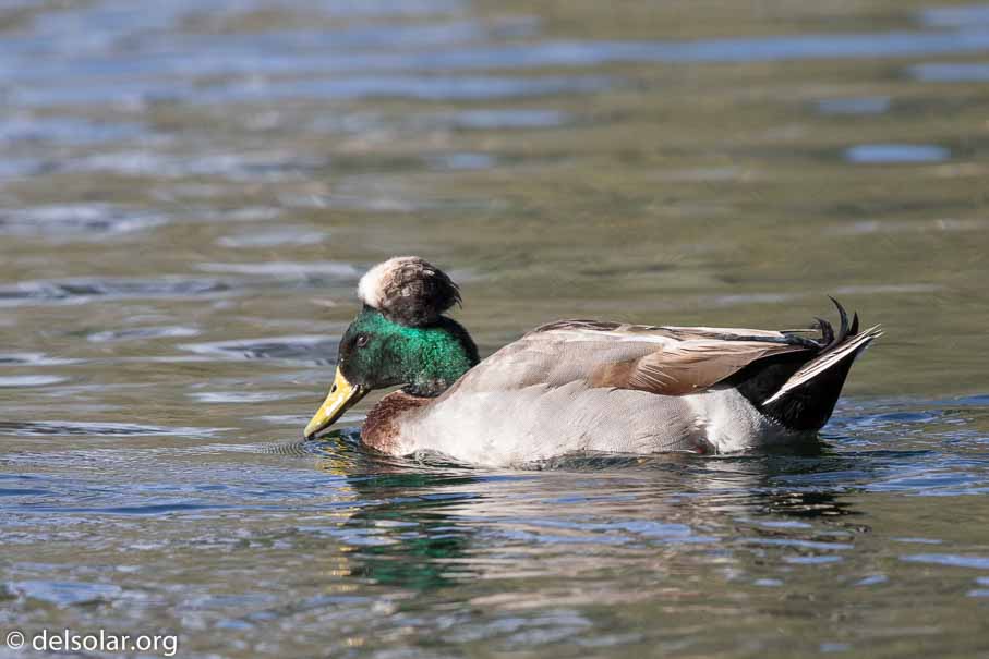 Canon EOS 7D Mark II  --  EF600mm f/4L IS II USM -- 1/2000 sec at f / 5.0 -- ISO 800 -- 1 EV -- 