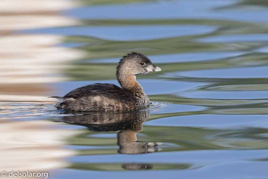 Canon EOS 7D Mark II  --  EF600mm f/4L IS II USM -- 1/4000 sec at f / 5.0 -- ISO 800 -- 2/3 EV -- 