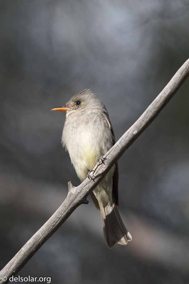 Canon EOS 7D Mark II  --  EF600mm f/4L IS II USM -- 1/3200 sec at f / 5.0 -- ISO 800 -- -1/3 EV -- 