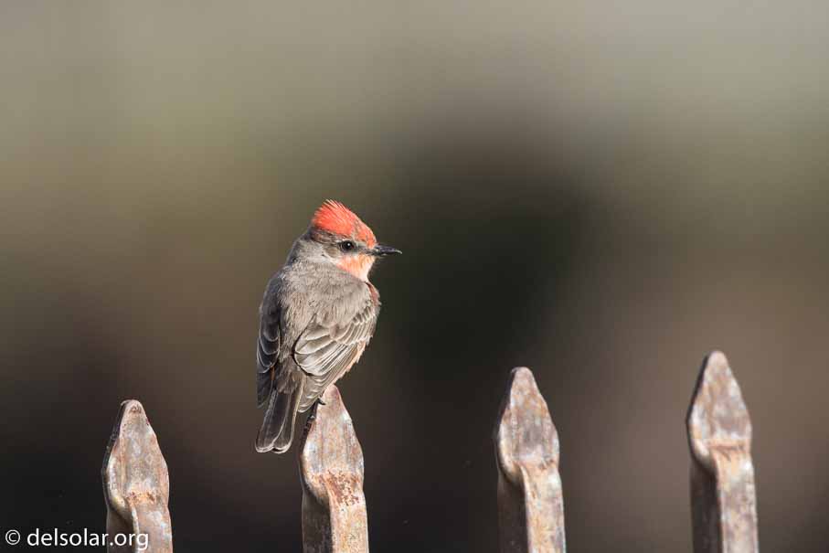 Canon EOS 7D Mark II  --  EF600mm f/4L IS II USM -- 1/4000 sec at f / 5.0 -- ISO 800 -- -2/3 EV -- 