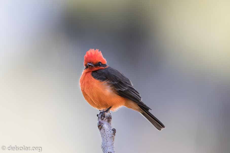 Canon EOS 7D Mark II  --  EF600mm f/4L IS II USM -- 1/160 sec at f / 5.0 -- ISO 100 -- 1 1/3 EV -- 