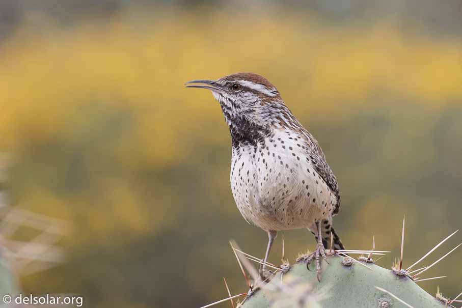 Canon EOS 7D Mark II  --  EF100-400mm f/4.5-5.6L IS II USM -- 1/640 sec at f / 7.1 -- ISO 640 -- 1/3 EV -- 