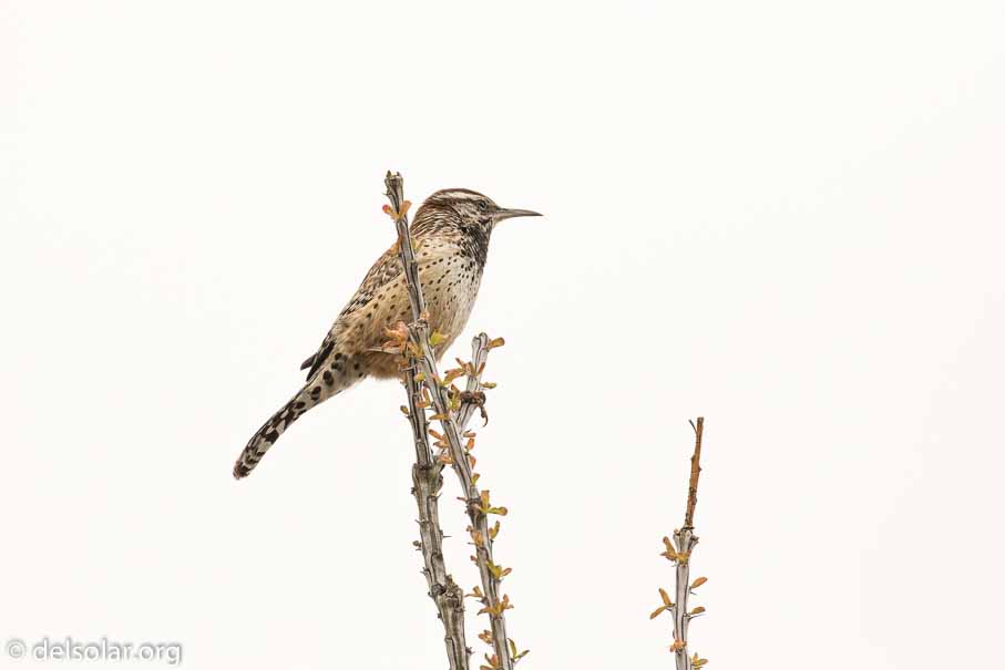 Canon EOS 7D Mark II  --  EF100-400mm f/4.5-5.6L IS II USM -- 1/5000 sec at f / 7.1 -- ISO 640 -- 1/3 EV -- 