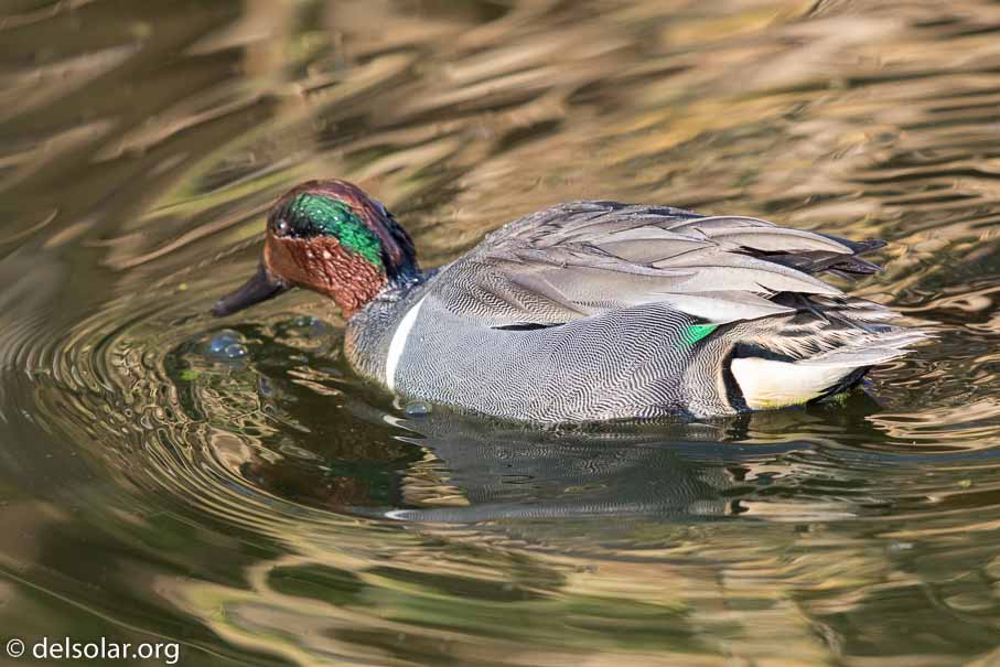 Canon EOS 7D Mark II  --  EF600mm f/4L IS II USM -- 1/800 sec at f / 5.0 -- ISO 1250 -- 1 EV -- 