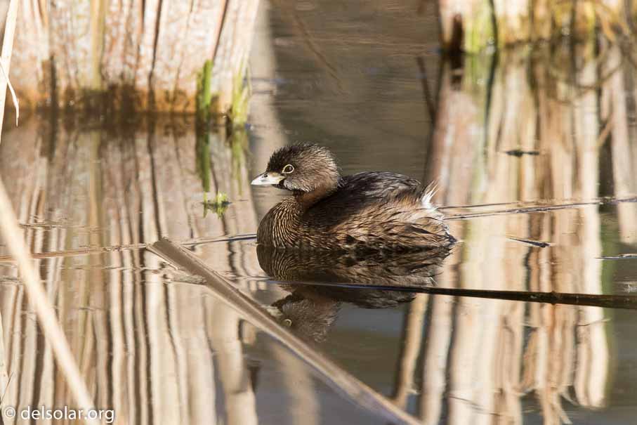 Canon EOS 7D Mark II  --  EF600mm f/4L IS II USM -- 1/6400 sec at f / 5.0 -- ISO 1250 -- 1/3 EV -- 