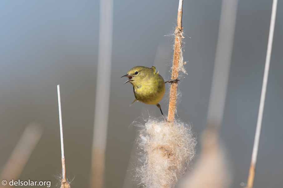 Canon EOS 7D Mark II  --  EF600mm f/4L IS II USM -- 1/2500 sec at f / 5.0 -- ISO 250 -- 1/3 EV -- 