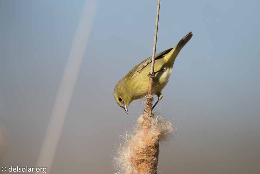 Canon EOS 7D Mark II  --  EF600mm f/4L IS II USM -- 1/4000 sec at f / 5.0 -- ISO 250 -- 1/3 EV -- 