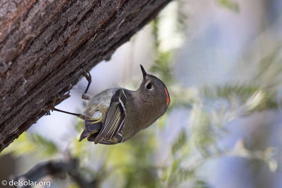 Canon EOS 7D Mark II  --  EF600mm f/4L IS II USM -- 1/400 sec at f / 5.0 -- ISO 250 -- 1/3 EV -- 