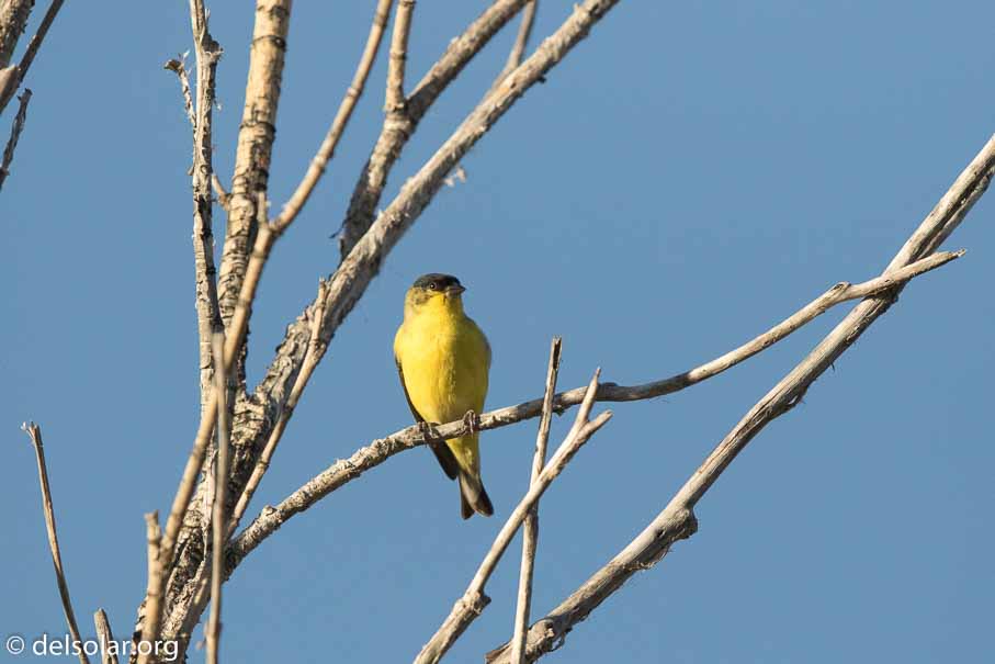 Canon EOS 7D Mark II  --  EF600mm f/4L IS II USM -- 1/6400 sec at f / 5.0 -- ISO 800 -- 1/3 EV -- 