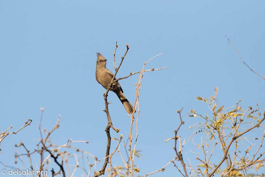 Canon EOS 7D Mark II  --  EF600mm f/4L IS II USM -- 1/8000 sec at f / 5.0 -- ISO 800 -- 1/3 EV -- 