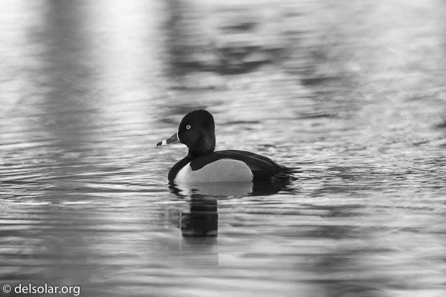 Canon EOS 7D Mark II  --  EF600mm f/4L IS II USM -- 1/800 sec at f / 4.5 -- ISO 640 -- 1/3 EV -- 