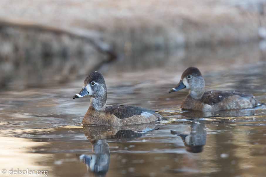 Canon EOS 7D Mark II  --  EF600mm f/4L IS II USM -- 1/320 sec at f / 4.5 -- ISO 640 -- 1/3 EV -- 