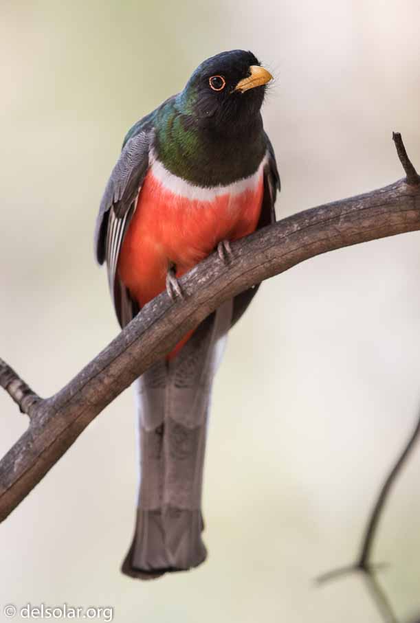 Canon EOS 7D Mark II  --  EF600mm f/4L IS II USM -- 1/640 sec at f / 4.5 -- ISO 400 -- 1 EV -- 