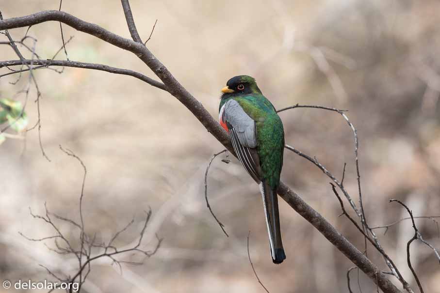 Canon EOS 7D Mark II  --  EF600mm f/4L IS II USM -- 1/320 sec at f / 5.6 -- ISO 400 -- 1/3 EV -- 