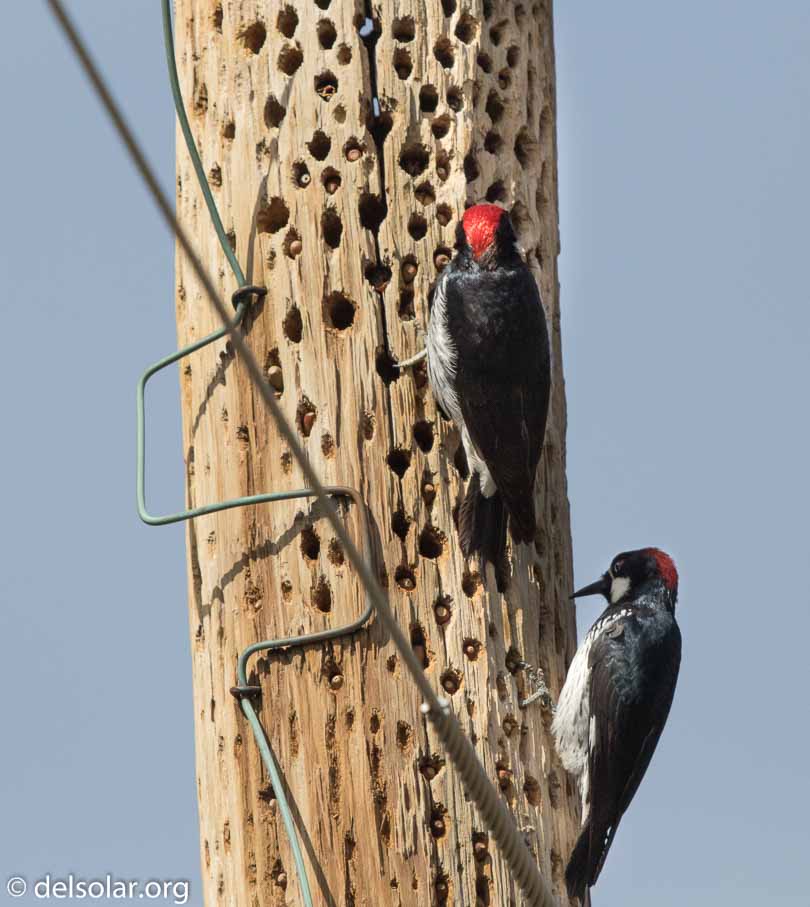 Canon EOS 7D Mark II  --  EF600mm f/4L IS II USM -- 1/6400 sec at f / 5.0 -- ISO 400 -- 1/3 EV -- 