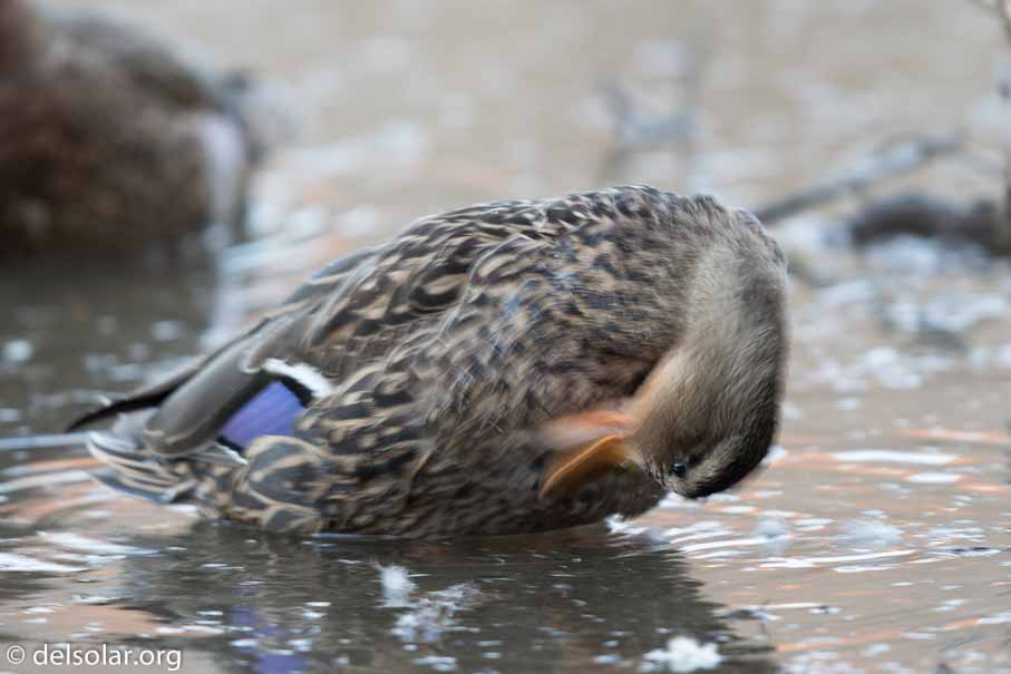 Canon EOS 7D Mark II  --  EF600mm f/4L IS II USM -- 1/25 sec at f / 4.5 -- ISO 320 -- 1/3 EV -- 