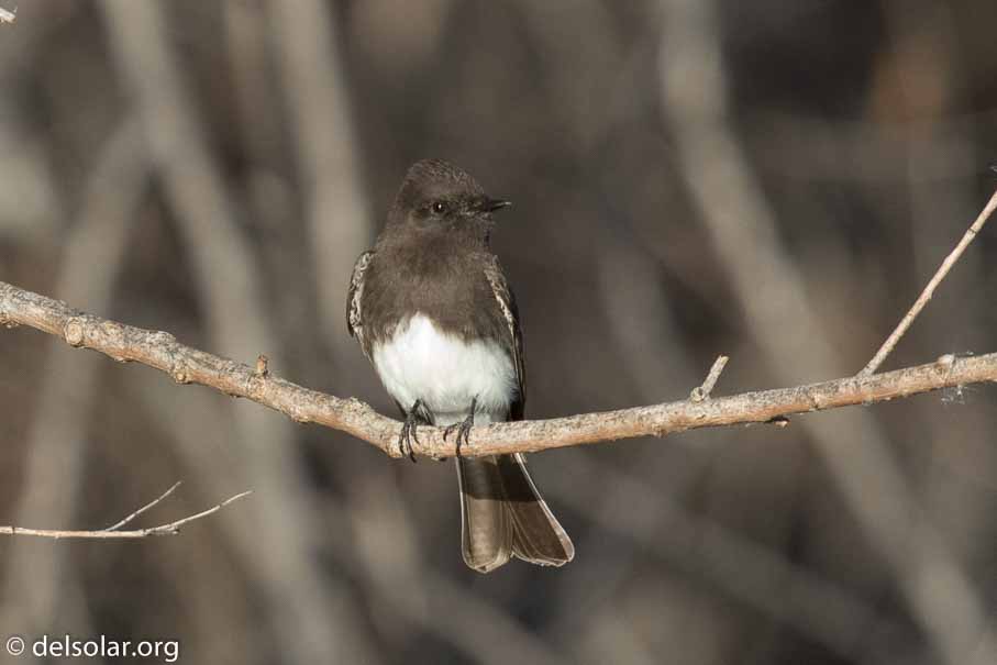 Canon EOS 7D Mark II  --  EF600mm f/4L IS II USM +1.4x III -- 1/1000 sec at f / 7.1 -- ISO 800 -- 2/3 EV -- 