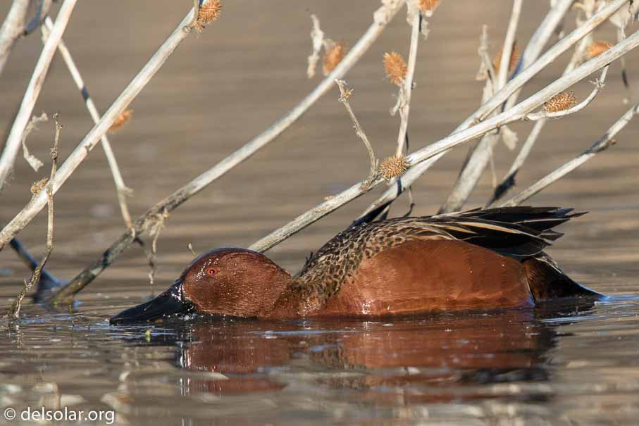 Canon EOS 7D Mark II  --  EF600mm f/4L IS II USM +1.4x III -- 1/1000 sec at f / 7.1 -- ISO 800 -- 1/3 EV -- 