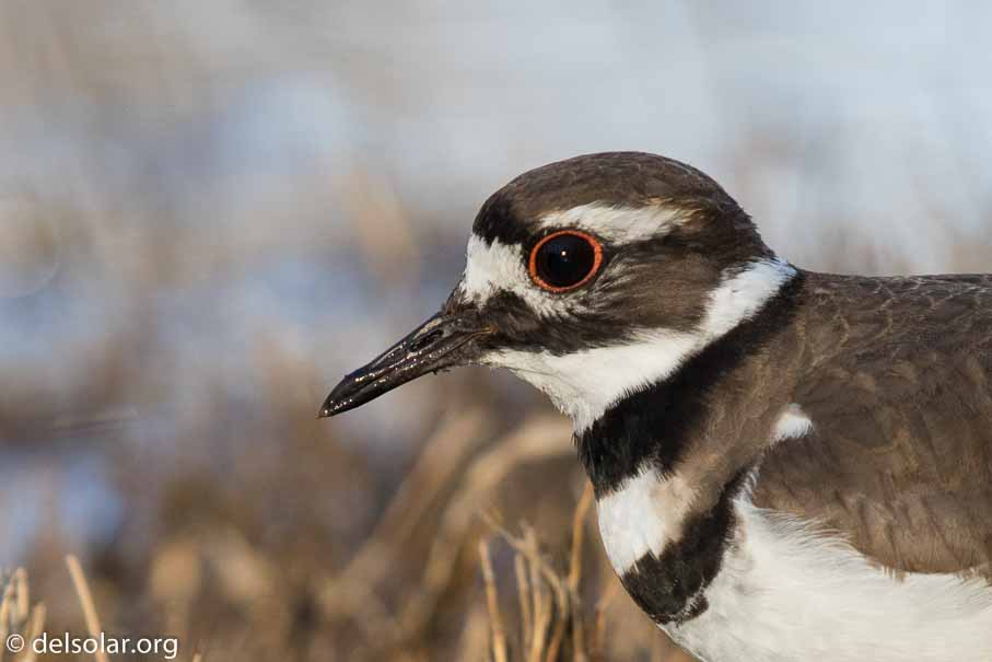 Canon EOS 7D Mark II  --  EF600mm f/4L IS II USM +1.4x III -- 1/800 sec at f / 7.1 -- ISO 800 -- 0 EV -- 