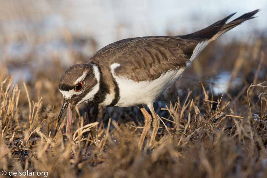 Canon EOS 7D Mark II  --  EF600mm f/4L IS II USM +1.4x III -- 1/640 sec at f / 7.1 -- ISO 800 -- 0 EV -- 