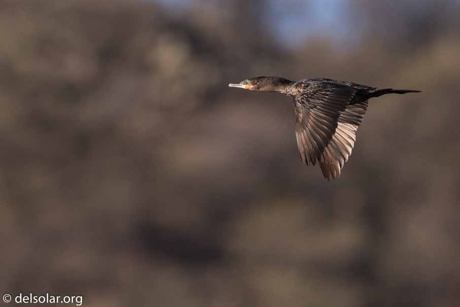 Canon EOS 7D Mark II  --  EF600mm f/4L IS II USM -- 1/6400 sec at f / 4.5 -- ISO 400 -- 0 EV -- 