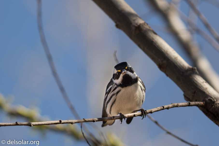 Canon EOS 7D Mark II  --  EF600mm f/4L IS II USM -- 1/1000 sec at f / 4.5 -- ISO 100 -- 0 EV -- 