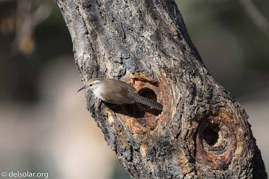 Canon EOS 5D Mark III  --  EF600mm f/4L IS II USM -- 1/2500 sec at f / 4.5 -- ISO 400 -- 0 EV -- 