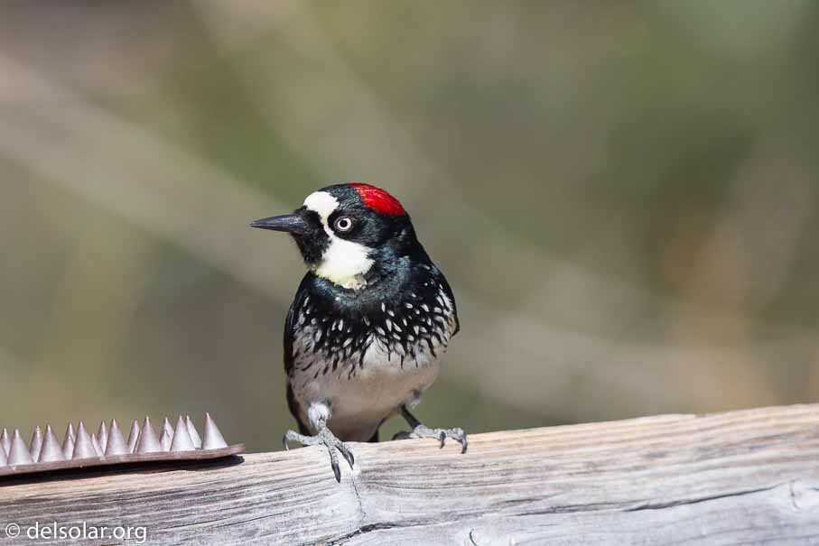 Canon EOS 5D Mark III  --  EF600mm f/4L IS II USM -- 1/3200 sec at f / 4.5 -- ISO 400 -- 0 EV -- 