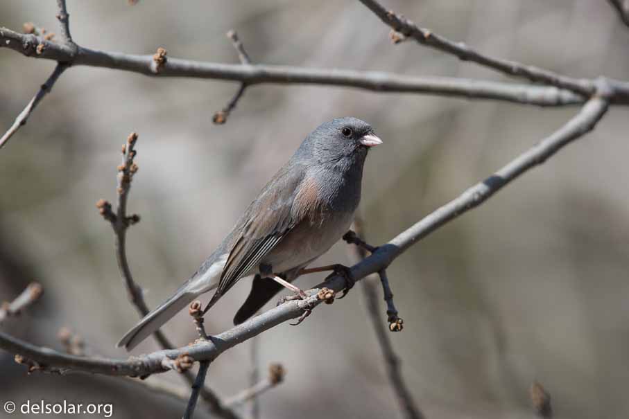 Canon EOS 5D Mark III  --  EF600mm f/4L IS II USM -- 1/4000 sec at f / 4.5 -- ISO 400 -- 0 EV -- 