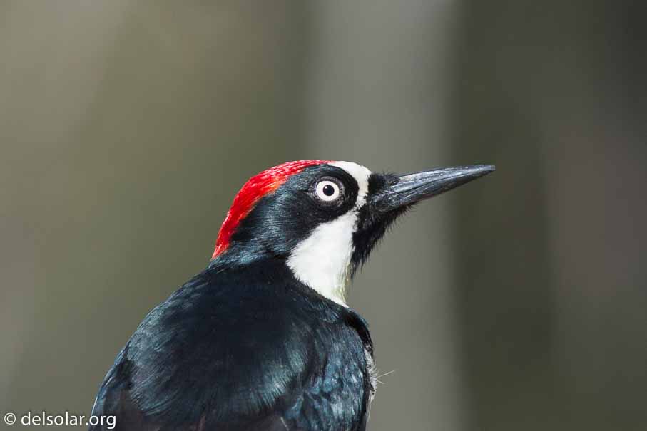 Canon EOS 5D Mark III  --  EF600mm f/4L IS II USM -- 1/2500 sec at f / 4.5 -- ISO 400 -- 0 EV -- 