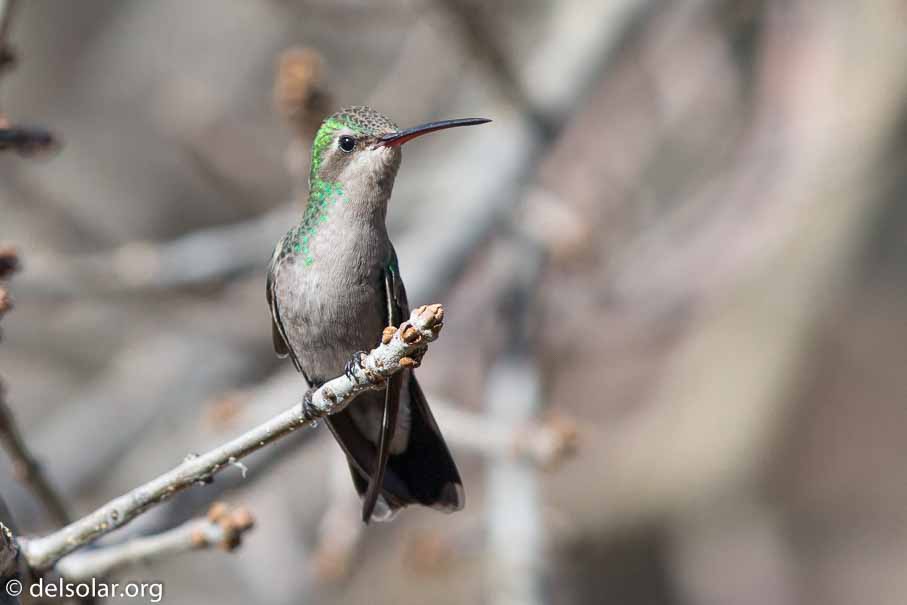 Canon EOS 5D Mark III  --  EF600mm f/4L IS II USM -- 1/3200 sec at f / 4.5 -- ISO 400 -- 0 EV -- 