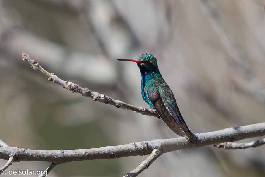 Canon EOS 5D Mark III  --  EF600mm f/4L IS II USM -- 1/4000 sec at f / 4.5 -- ISO 400 -- 0 EV -- 