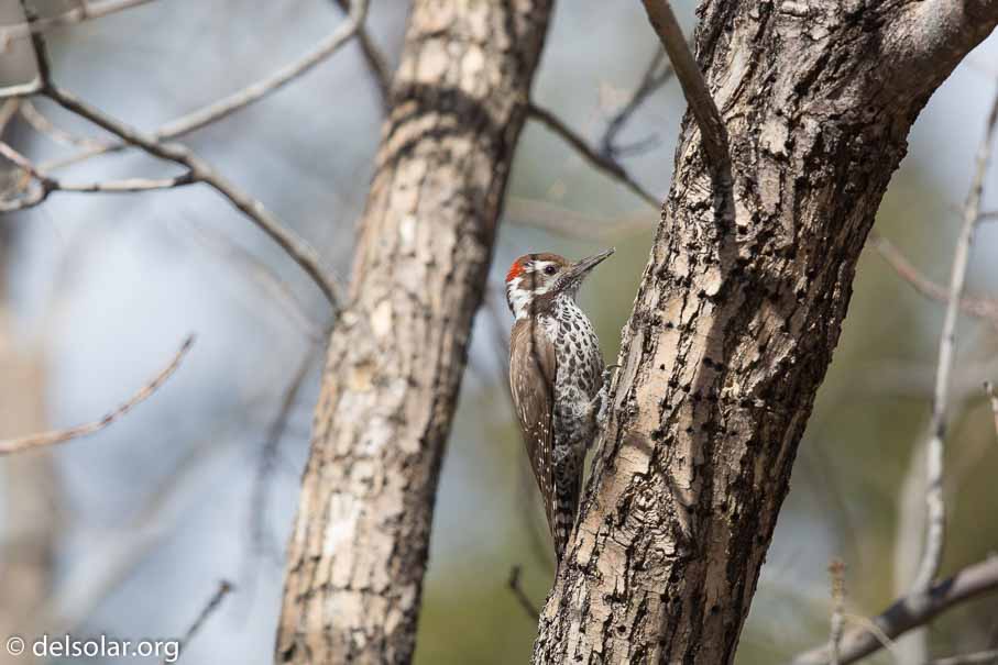 Canon EOS 5D Mark III  --  EF600mm f/4L IS II USM -- 1/4000 sec at f / 4.5 -- ISO 400 -- 0 EV -- 
