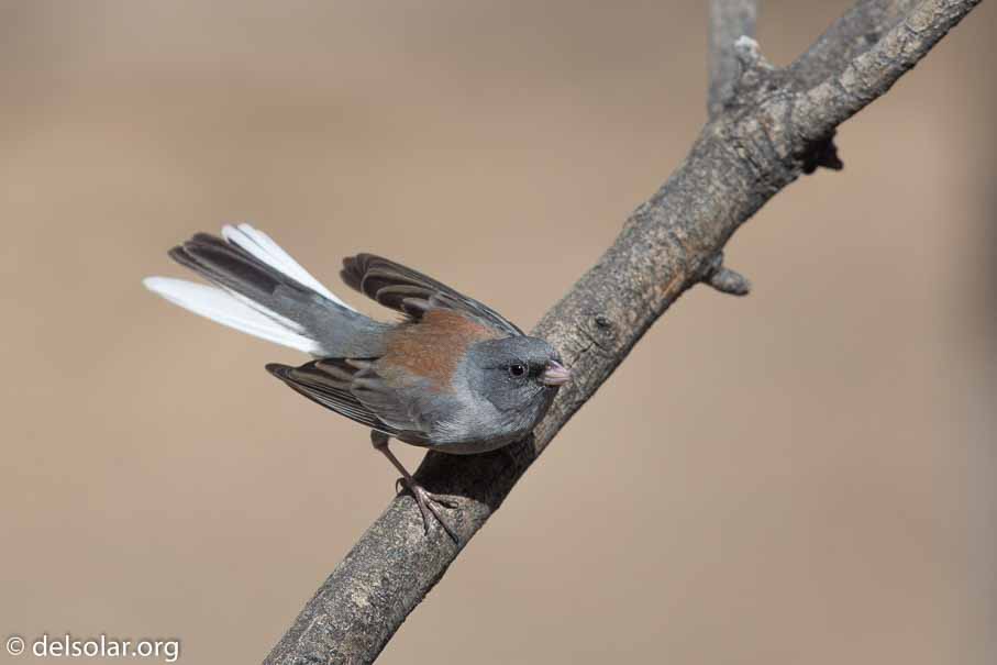 Canon EOS 5D Mark III  --  EF600mm f/4L IS II USM -- 1/5000 sec at f / 4.5 -- ISO 400 -- 0 EV -- 