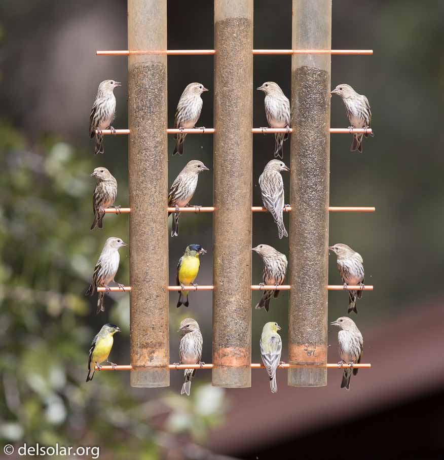 Canon EOS 5D Mark III  --  EF600mm f/4L IS II USM -- 1/1600 sec at f / 4.5 -- ISO 400 -- 0 EV -- 