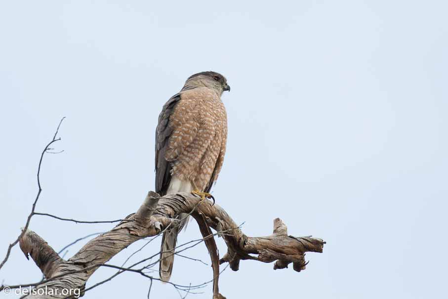 Canon EOS 5D Mark III  --  EF100-400mm f/4.5-5.6L IS II USM -- 1/800 sec at f / 6.3 -- ISO 800 -- 2 1/3 EV -- 