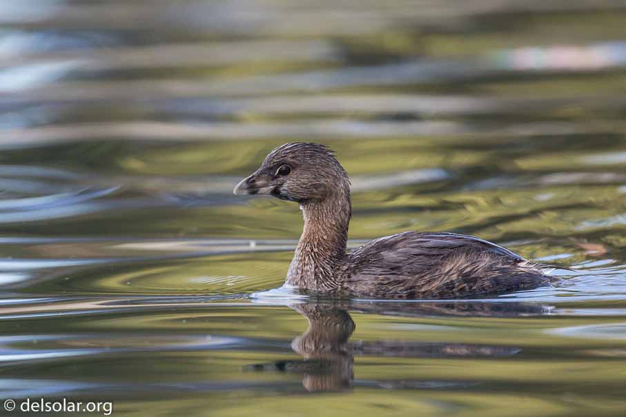 Canon EOS 5D Mark III  --  EF100-400mm f/4.5-5.6L IS II USM -- 1/500 sec at f / 6.3 -- ISO 800 -- 1/3 EV -- 