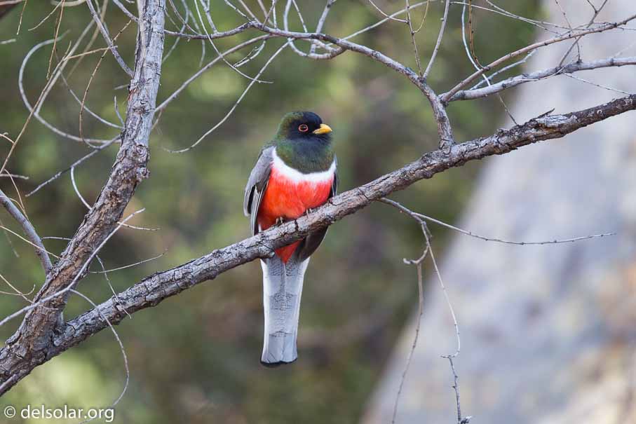 Canon EOS 5D Mark III  --  EF600mm f/4L IS II USM -- 1/400 sec at f / 4.0 -- ISO 1250 -- 1 EV -- 