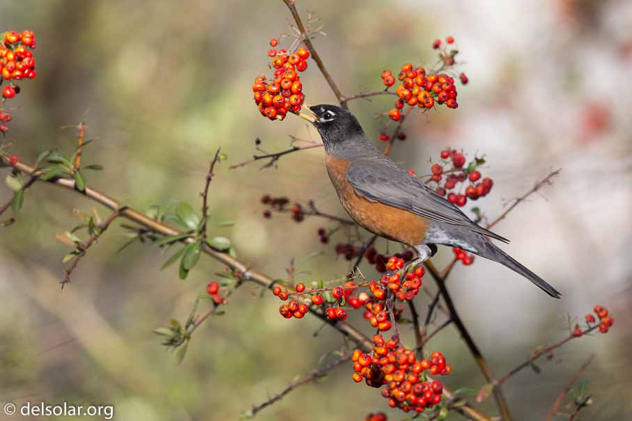 Canon EOS 5D Mark III  --  EF600mm f/4L IS II USM -- 1/3200 sec at f / 4.5 -- ISO 800 -- 1/3 EV -- 