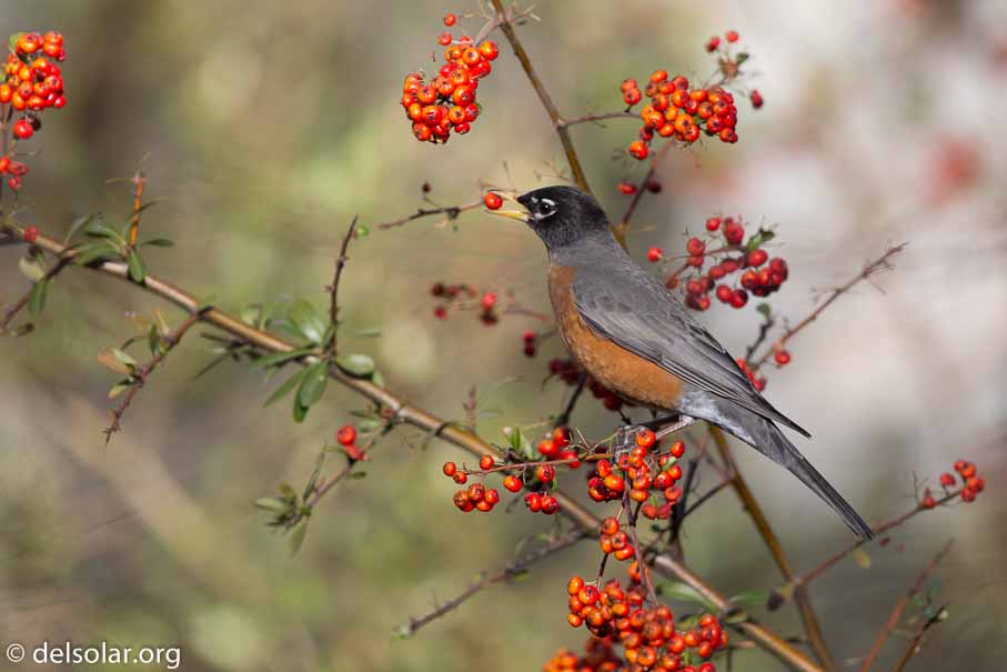 Canon EOS 5D Mark III  --  EF600mm f/4L IS II USM -- 1/4000 sec at f / 4.5 -- ISO 800 -- 1/3 EV -- 