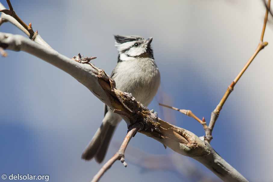 Canon EOS 5D Mark III  --  EF600mm f/4L IS II USM -- 1/8000 sec at f / 4.5 -- ISO 800 -- 0 EV -- 