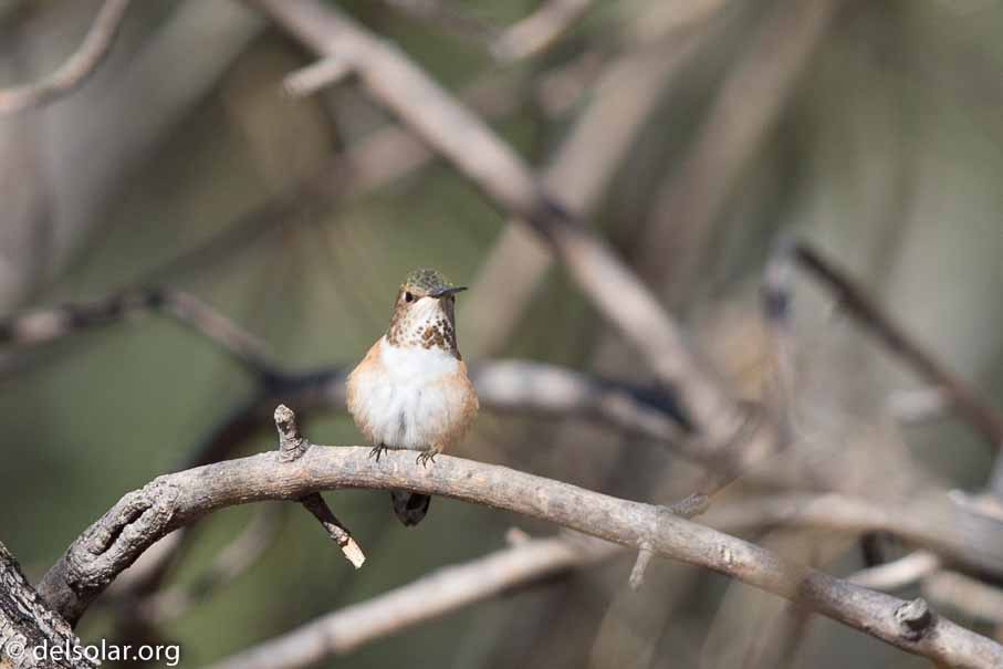 Canon EOS 5D Mark III  --  EF600mm f/4L IS II USM -- 1/3200 sec at f / 4.5 -- ISO 400 -- 0 EV -- 