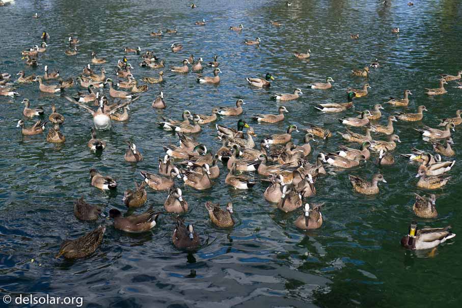 ILCE-6000  --  E 35mm F1.8 OSS -- 1/500 sec at f / 4.5 -- ISO 125 -- 0 EV -- 