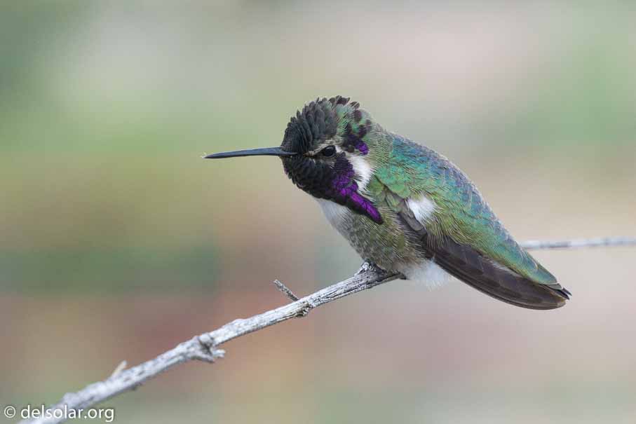 ILCE-6000  --  E 18-135mm F3.5-5.6 OSS -- 1/400 sec at f / 6.3 -- ISO 800 -- 0 EV -- 