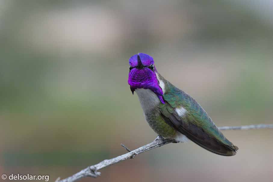 ILCE-6000  --  E 18-135mm F3.5-5.6 OSS -- 1/400 sec at f / 6.3 -- ISO 800 -- 0 EV -- 