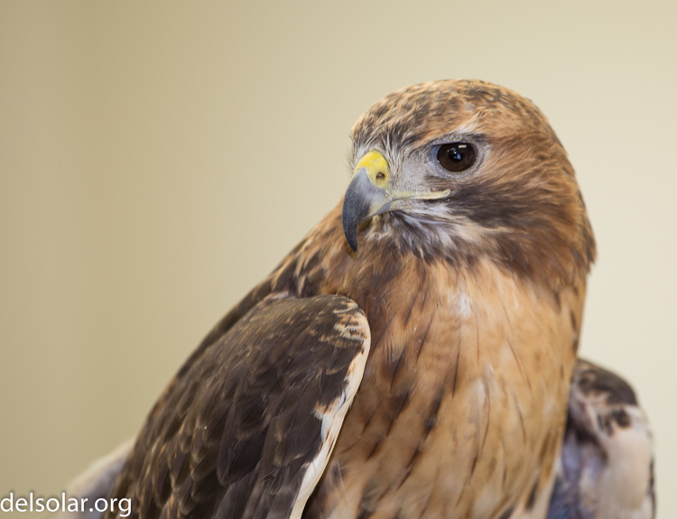 Canon EOS 5D Mark III  --  200 mm  --  EF70-200mm f/4L USM  