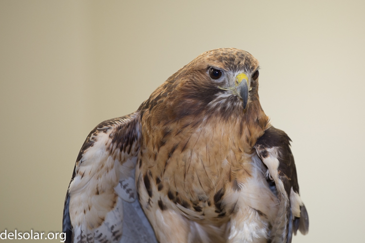 Canon EOS 5D Mark III  --  145 mm  --  EF70-200mm f/4L USM  