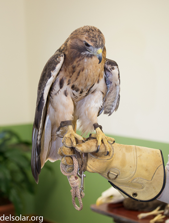 Canon EOS 5D Mark III  --  75 mm  --  EF70-200mm f/4L USM  