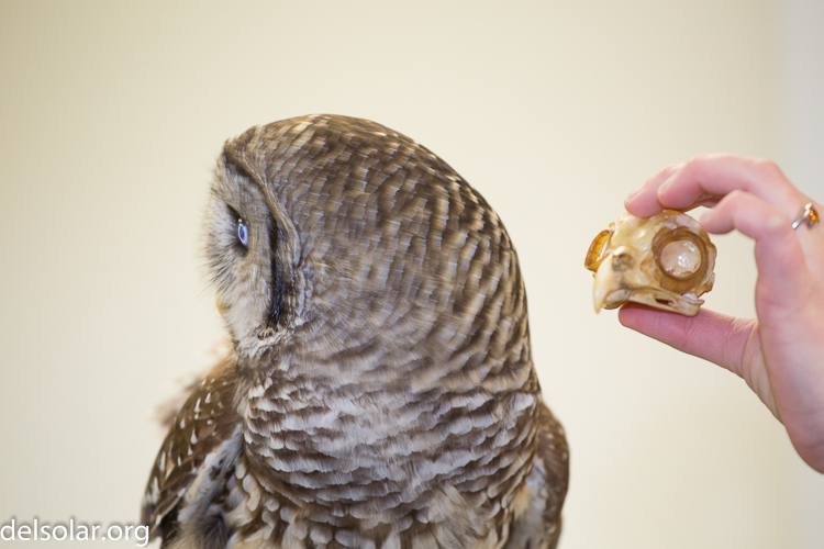 Canon EOS 5D Mark III  --  172 mm  --  EF70-200mm f/4L USM  