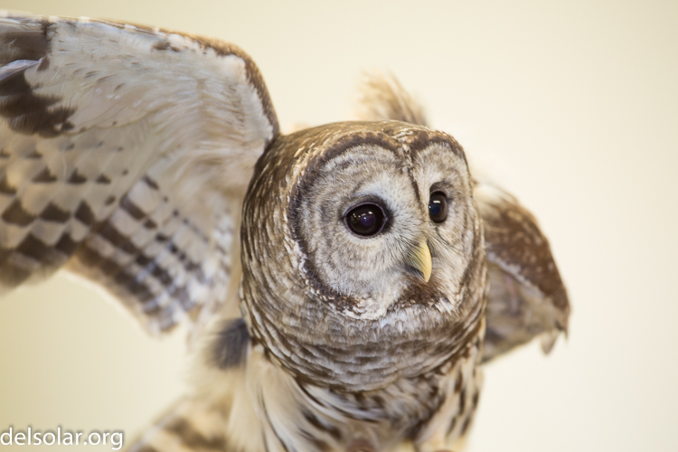 Canon EOS 5D Mark III  --  168 mm  --  EF70-200mm f/4L USM  